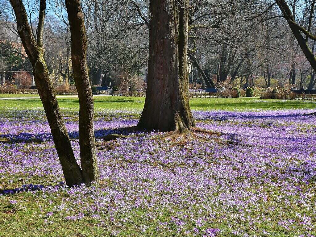Flower meadow with trees