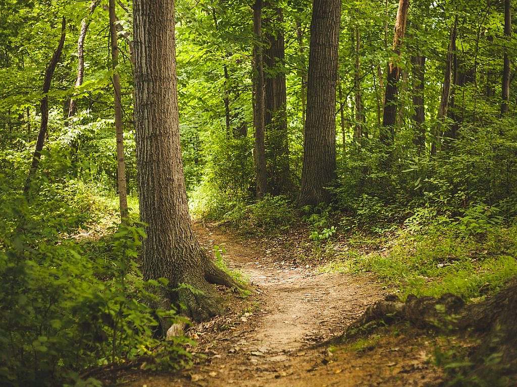 Trampelpfad im Wald